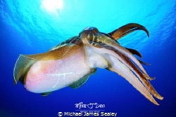 Cuttlefish showing a nice tentacle display. by Michael James Sealey 